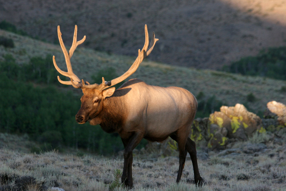 Idaho 'Capped' Elk Tags Go on Sale Rocky Mountain Elk Foundation.