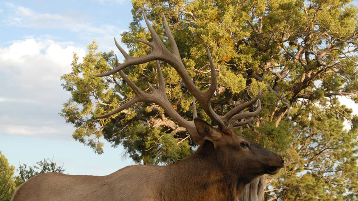 Arizona Enacts changes to Protect Elk and Deer from CWD Rocky Mountain Elk Foundation