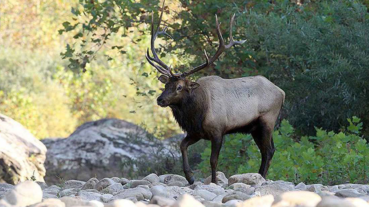Three Youth Tag Out in Arkansas Rocky Mountain Elk Foundation