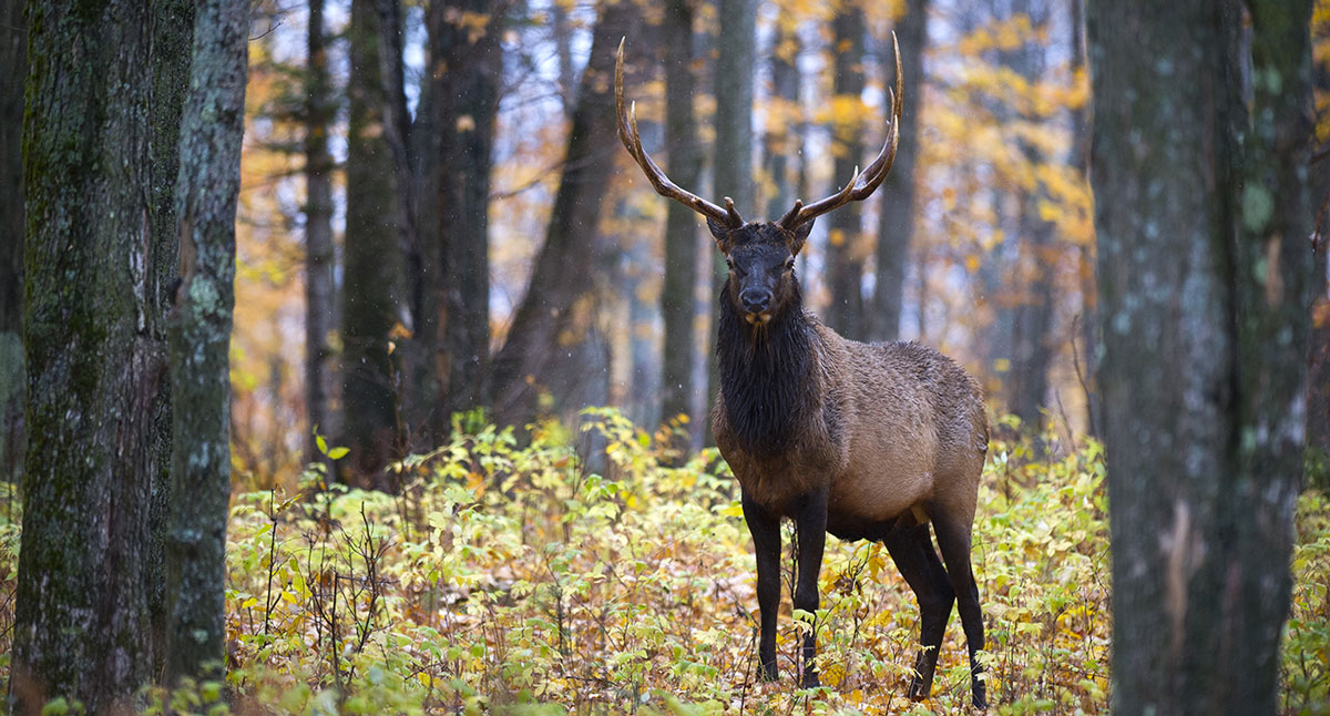Friday the 13th a ‘Lucky Day’ for Michigan Elk Hunter Rocky Mountain Elk Foundation
