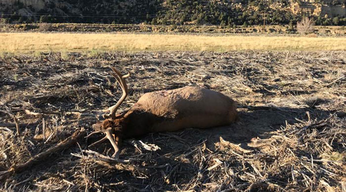 Bull Elk Poached in Southern Utah Rocky Mountain Elk Foundation