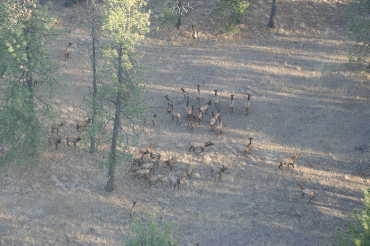 6,638 Acres of Weyerhaeuser Forest Open to Hunters Rocky Mountain Elk