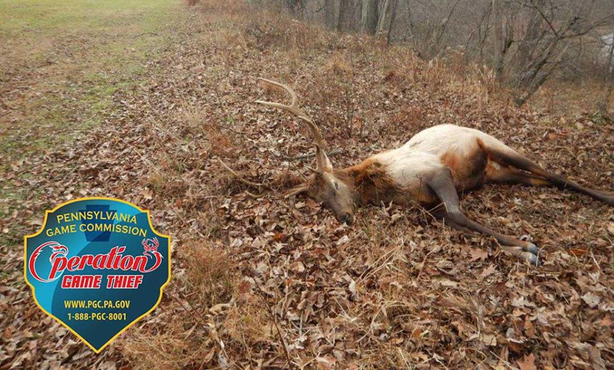 Three Elk Poached in Pennsylvania Rocky Mountain Elk Foundation