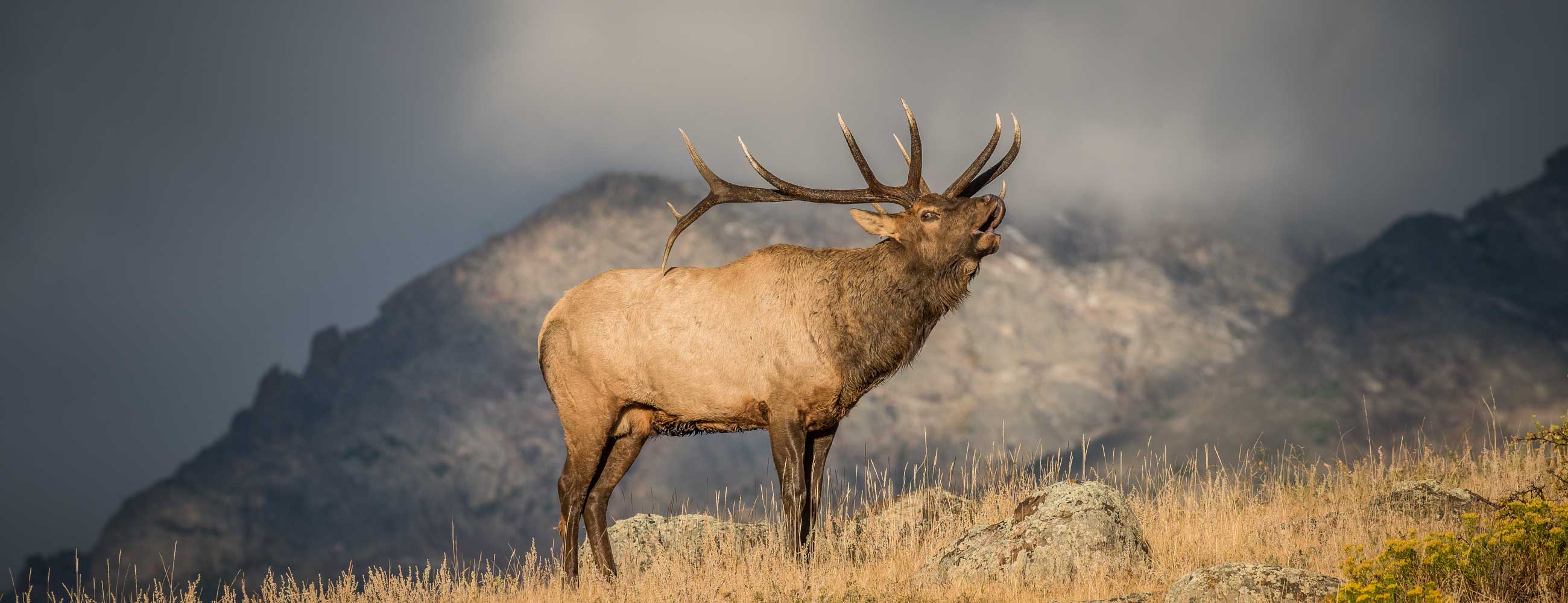Home | Rocky Mountain Elk Foundation