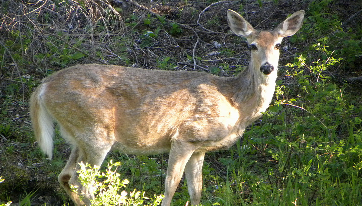 2,000 Deer Dead from EHD in Oregon's Blue Mountains | Rocky Mountain Elk  Foundation