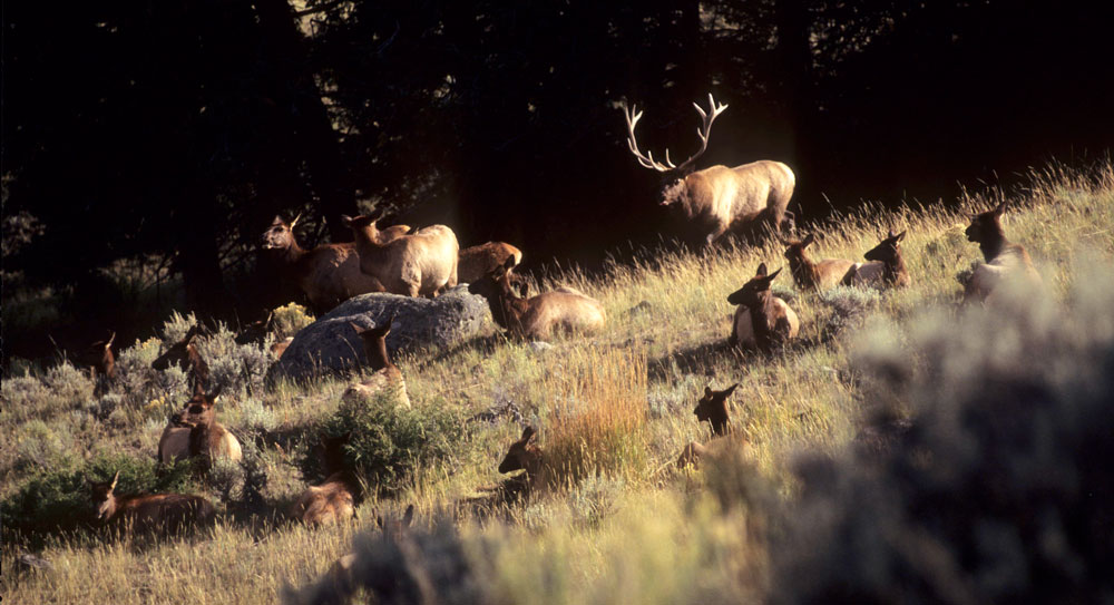 Idaho Elk, Deer Harvest Numbers Down for 2019 Rocky Mountain Elk