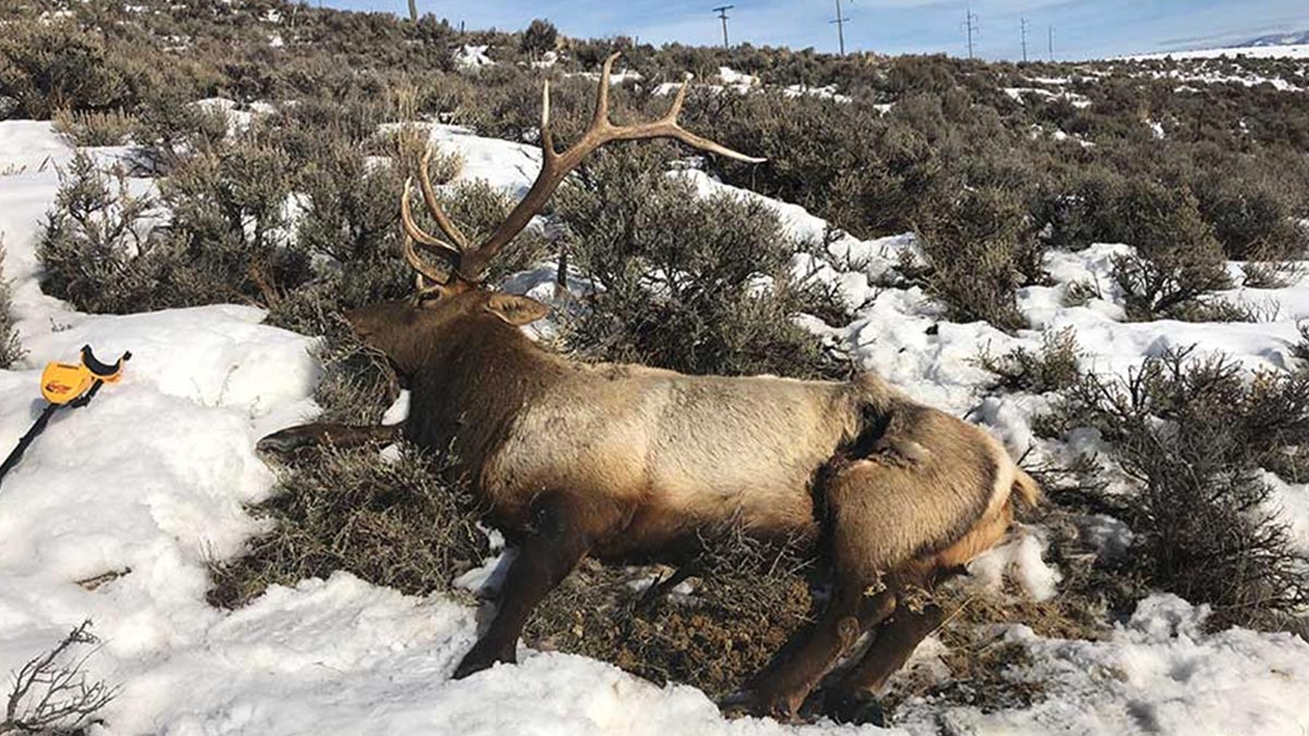 Six Bull Elk Poached in Northern Utah Rocky Mountain Elk Foundation