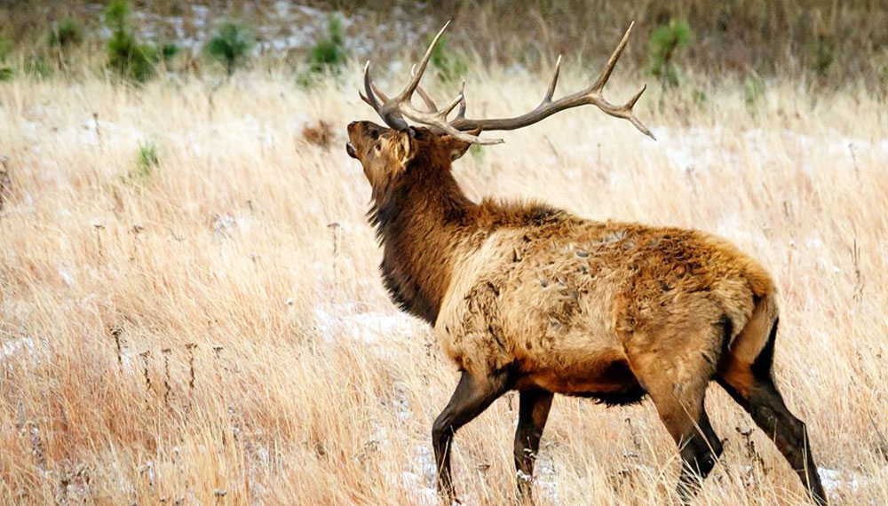 South Dakota Proposes 202021 Elk Seasons Rocky Mountain Elk Foundation