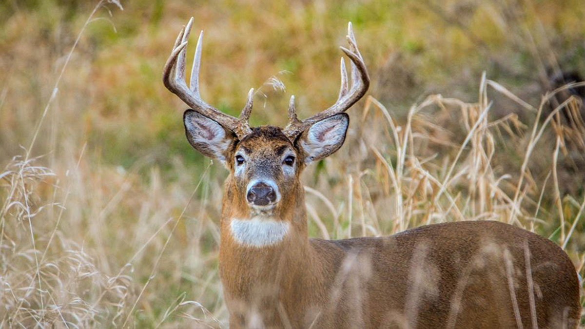 South Dakota Modifies CWD Rules Rocky Mountain Elk Foundation