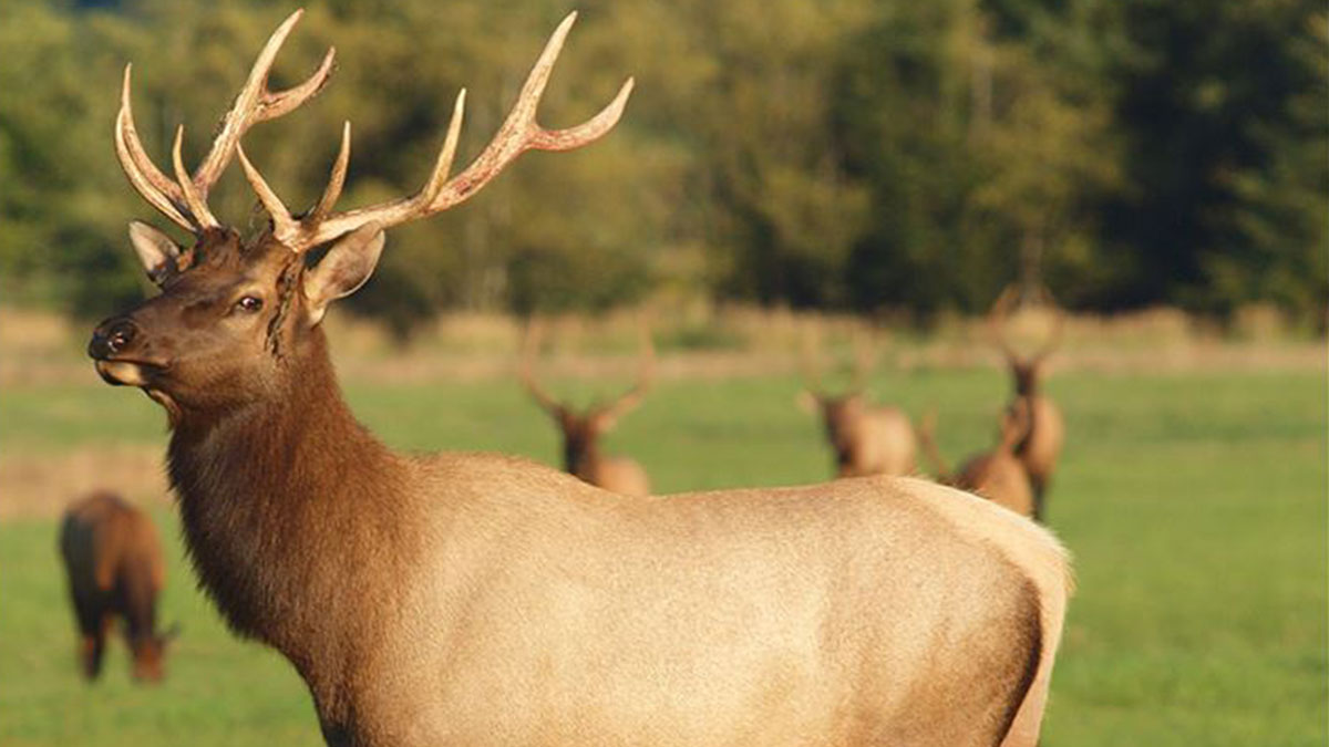 2020 Tags Reduced for Elk, Deer in Eastern Oregon Rocky Mountain Elk Foundation
