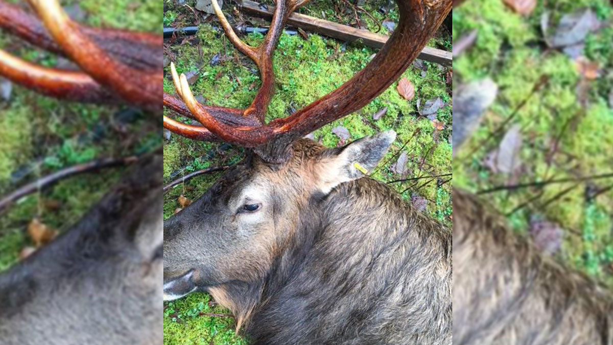 Poachers Threaten Vancouver Island’s Elk Herd Rocky Mountain Elk