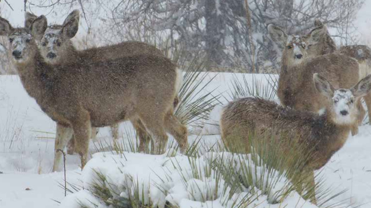 Colorado Releases Report on Big Game Winter Range and Migration Corridors Rocky Mountain Elk