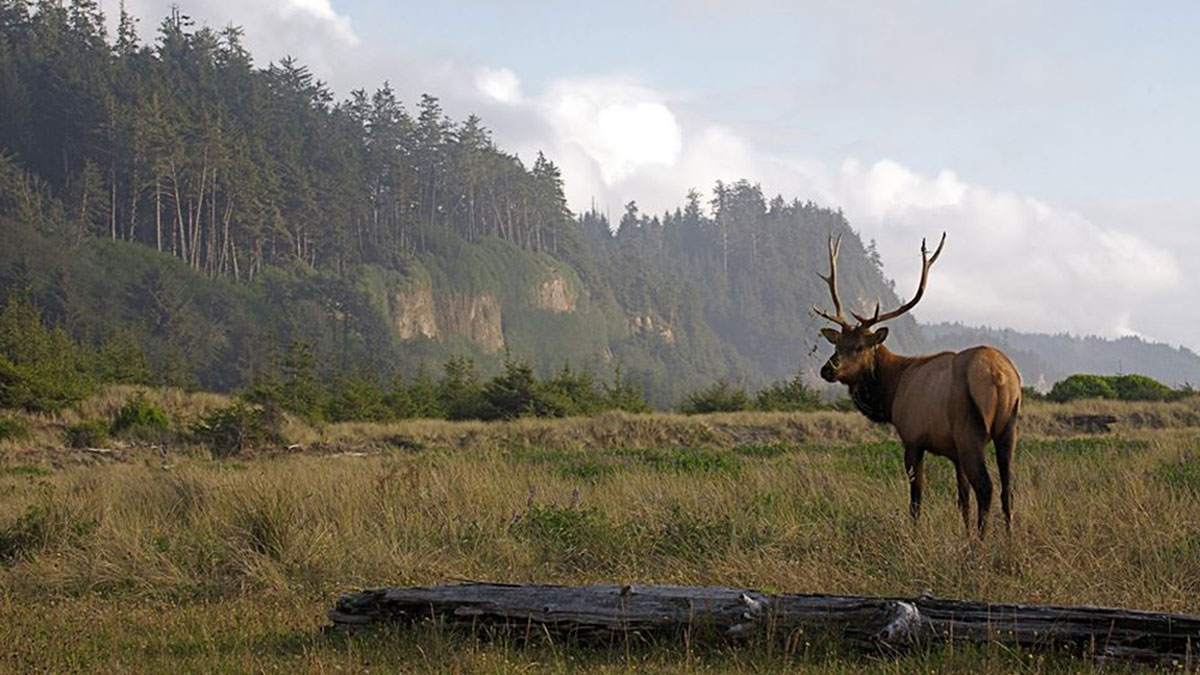 California Seeks Help to Monitor for Elk Hoof Disease Rocky Mountain
