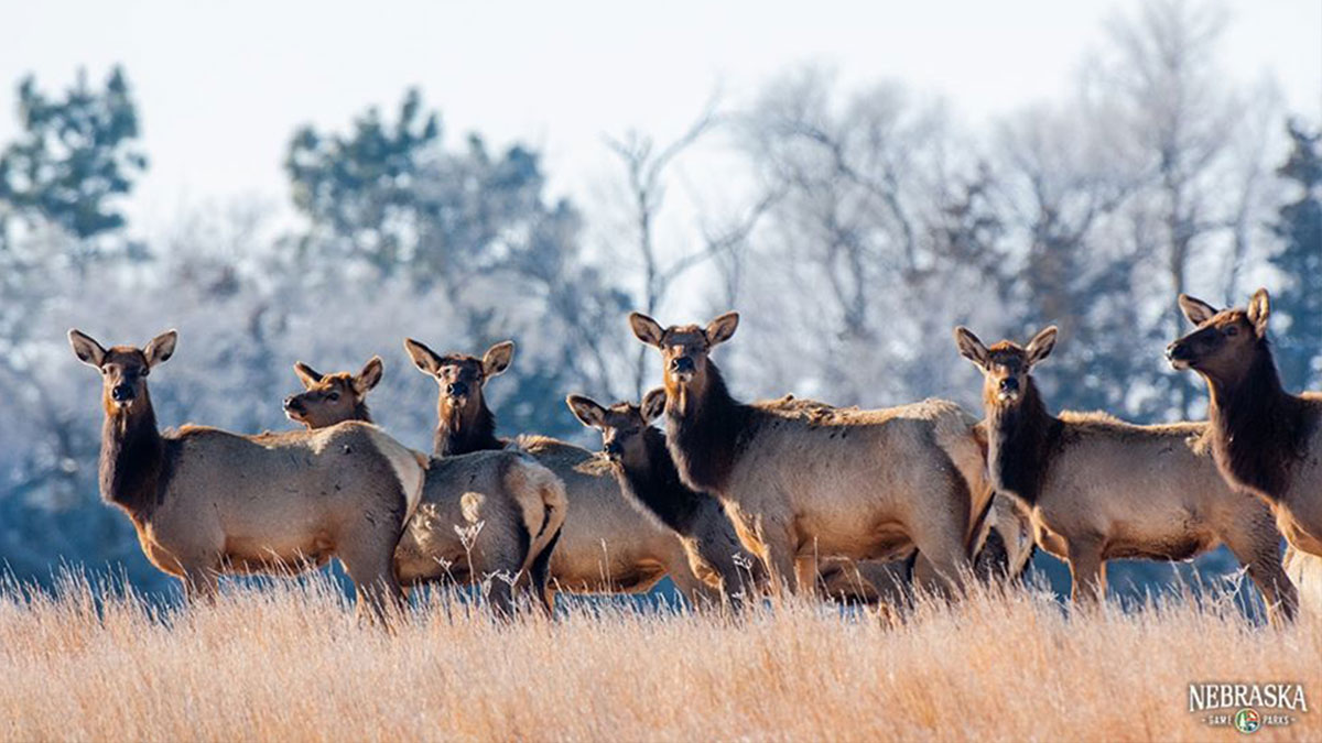 Antlerless Elk Season Underway in Nebraska Rocky Mountain Elk Foundation