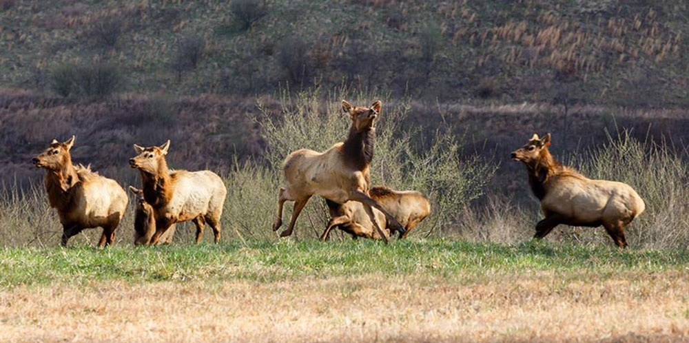 Elk Tours Cancelled in West Virginia Rocky Mountain Elk Foundation