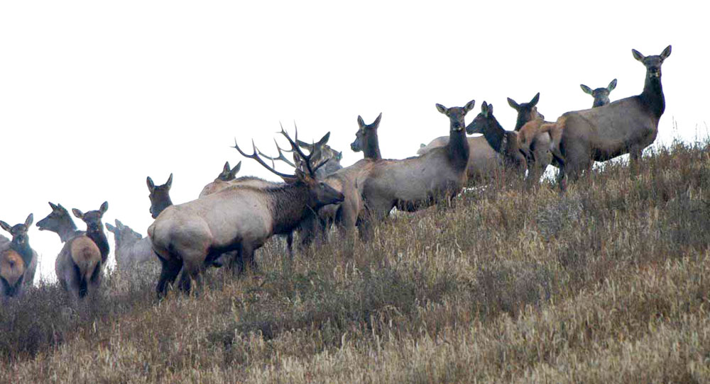 RMEF Committed to Growing Eastern Elk Populations Rocky Mountain Elk