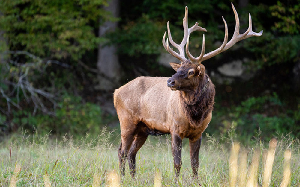 2020 Michigan Elk Hunt off to Successful Start Rocky Mountain Elk