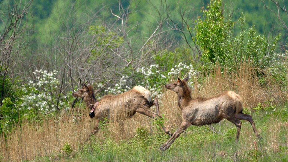 West Virginia Elk Thriving Four Years after Restoration Rocky