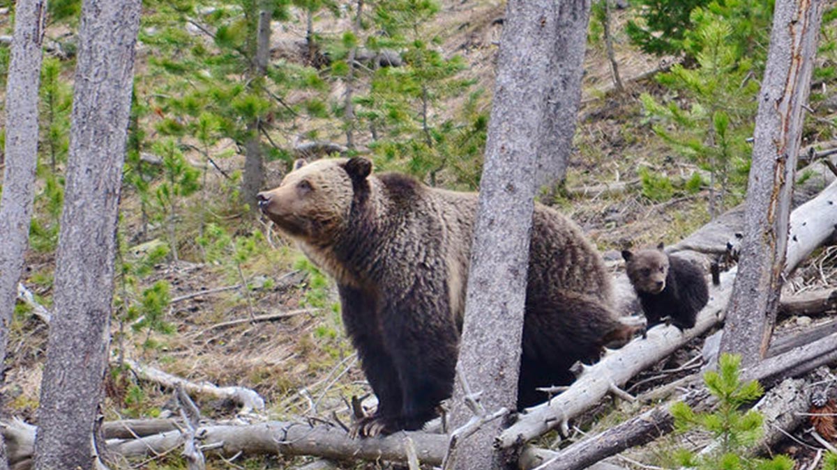 Grizzly Numbers Higher than Reported Rocky Mountain Elk Foundation