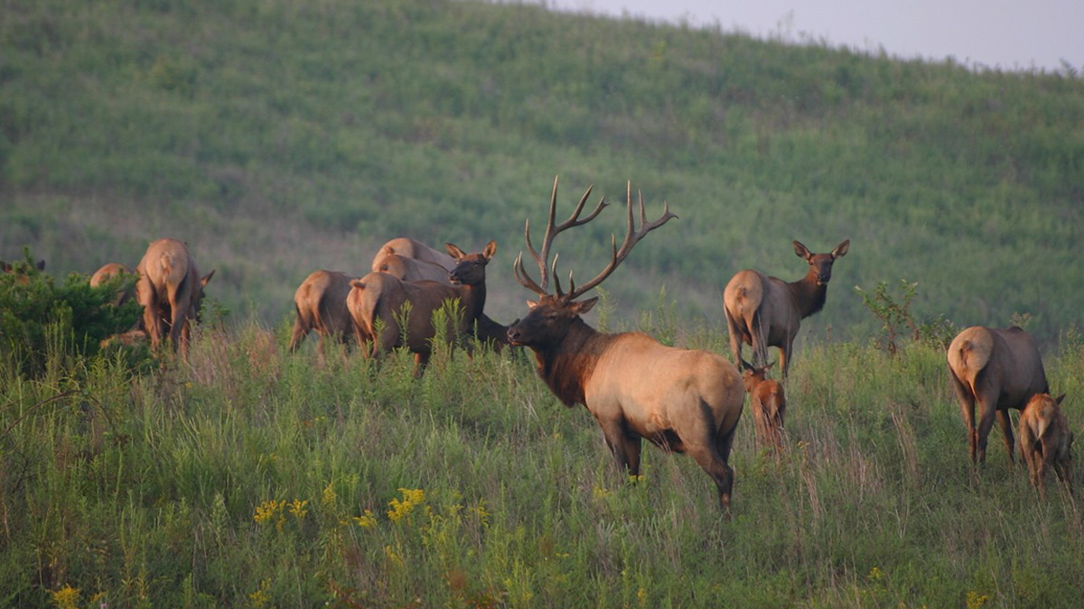 RMEF, Partners Offer Reward in Kentucky Elk Poaching Case Rocky