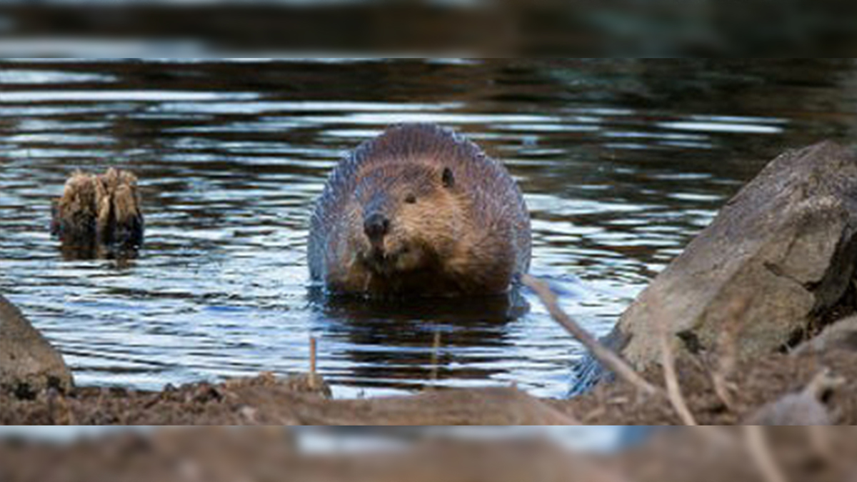 Study Wolves Reshape Landscape by Killing Beavers Rocky Mountain Elk