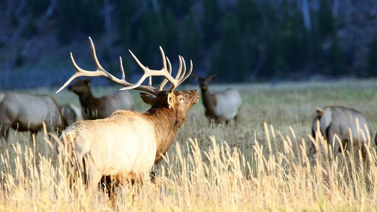Eight Elk Poaching Cases among those Unsolved in Idaho Rocky Mountain