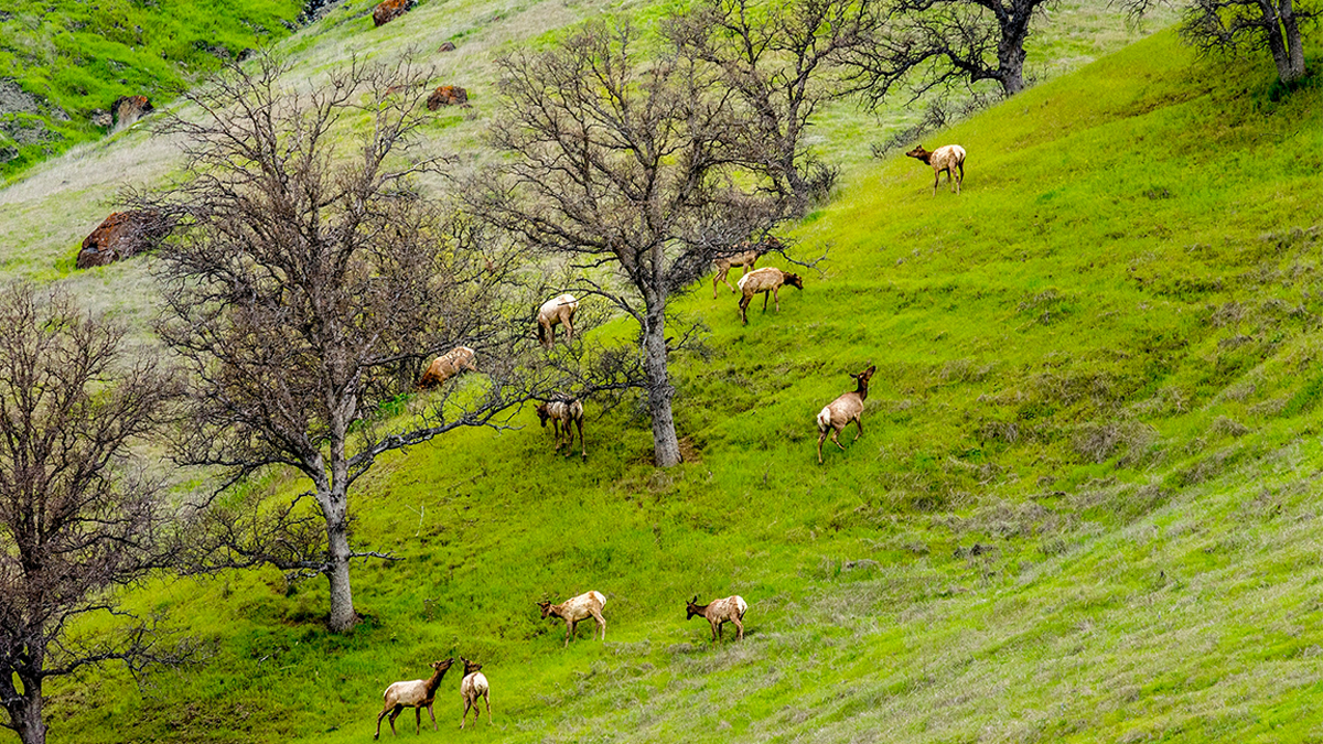 RMEF Protects California Tule Elk Habitat Rocky Mountain Elk Foundation