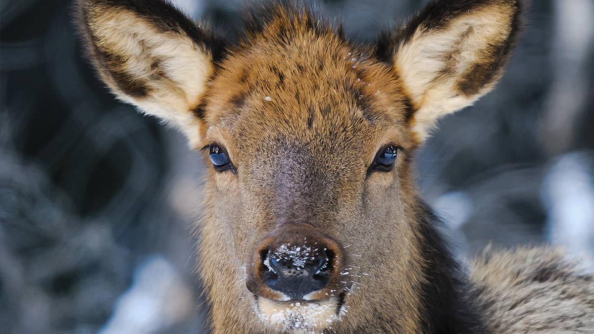 Cow Elk Dies after Falling Through Ice | Rocky Mountain Elk Foundation