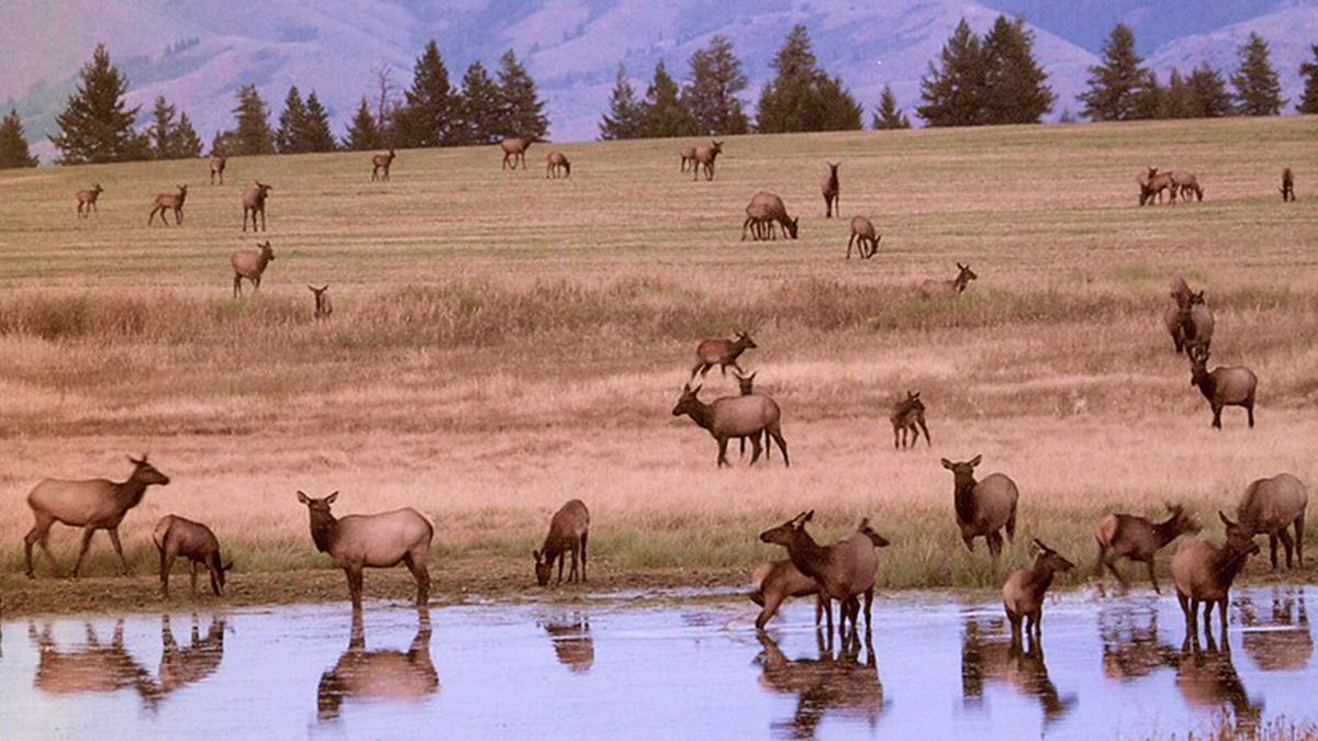 Weigh In on Idaho’s 202122 Elk, Other Big Game Hunts Rocky Mountain
