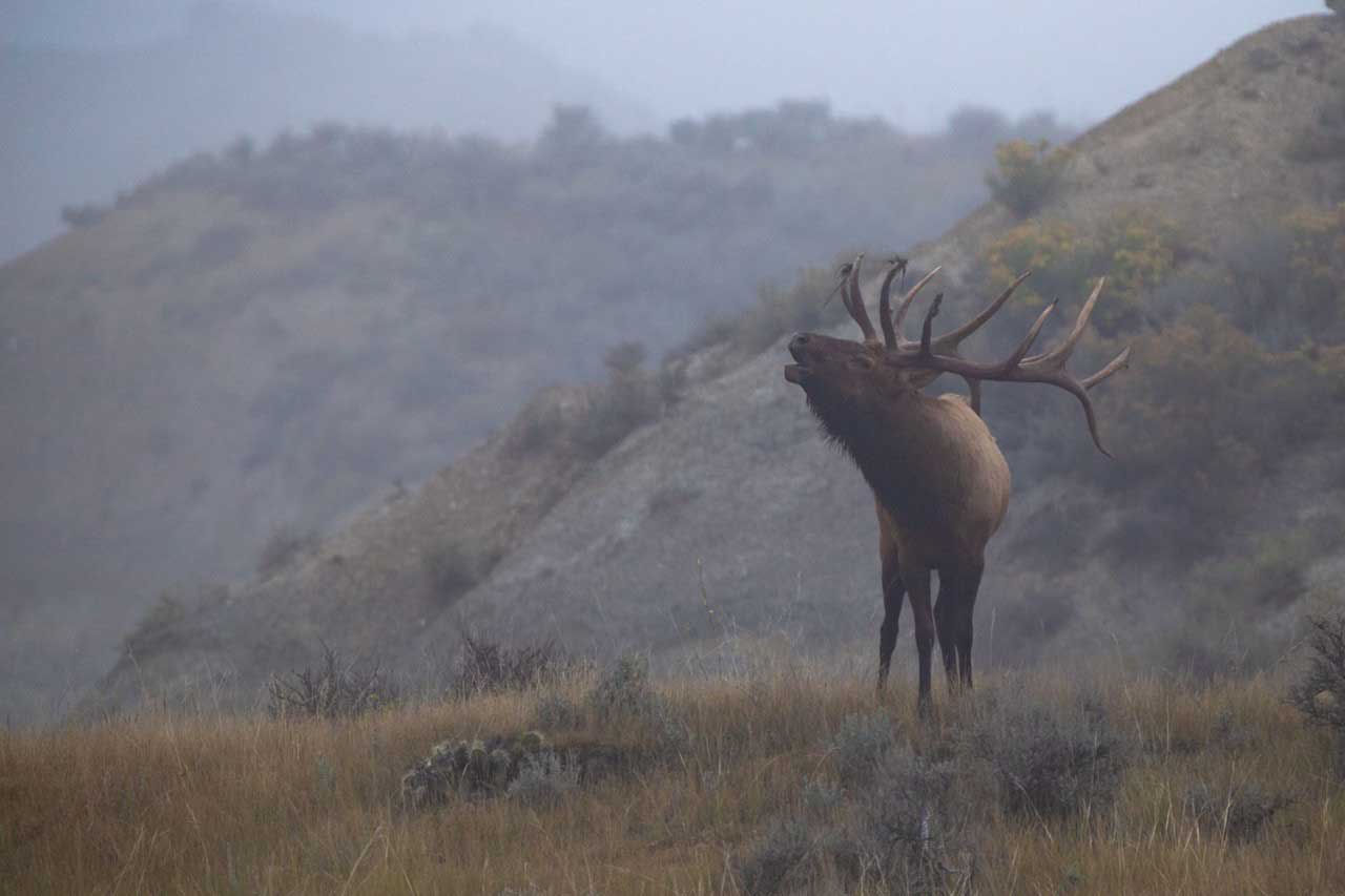 Application Period Open for 2021 North Dakota Elk Hunt Rocky Mountain Elk Foundation