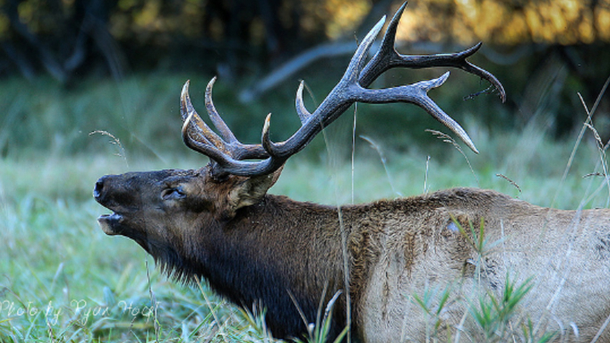 Weigh in on Possible Changes to Eastern Oregon Archery Elk Hunt Rocky
