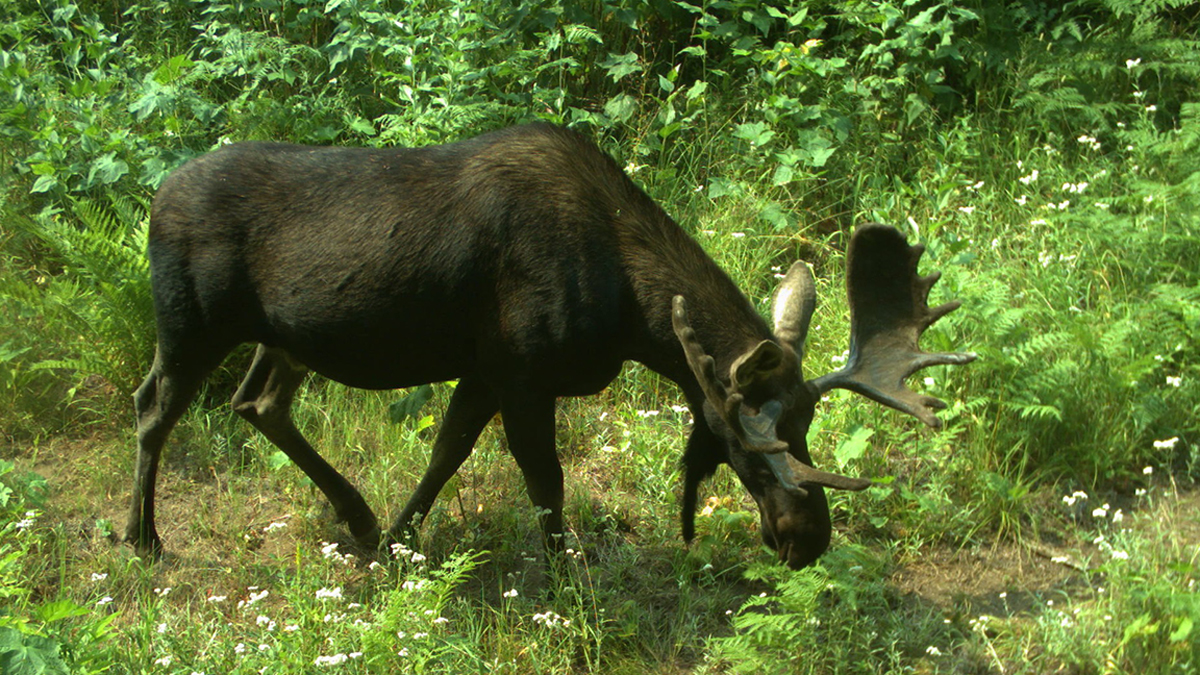 Idaho Offers Super Hunt Drawing for Elk, Moose, Deer and Pronghorn Hunts |  Rocky Mountain Elk Foundation