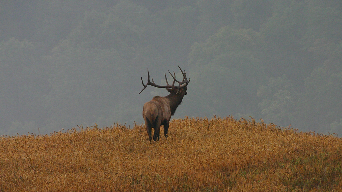 Application Period Opens for 2021 Kentucky Elk Hunt Rocky Mountain