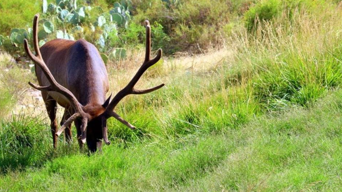 RMEF to Raffle 2021 Statewide New Mexico Elk Tag | Rocky Mountain Elk