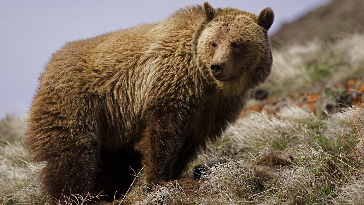 Growing Grizzly Population Expands into New Range Rocky Mountain Elk