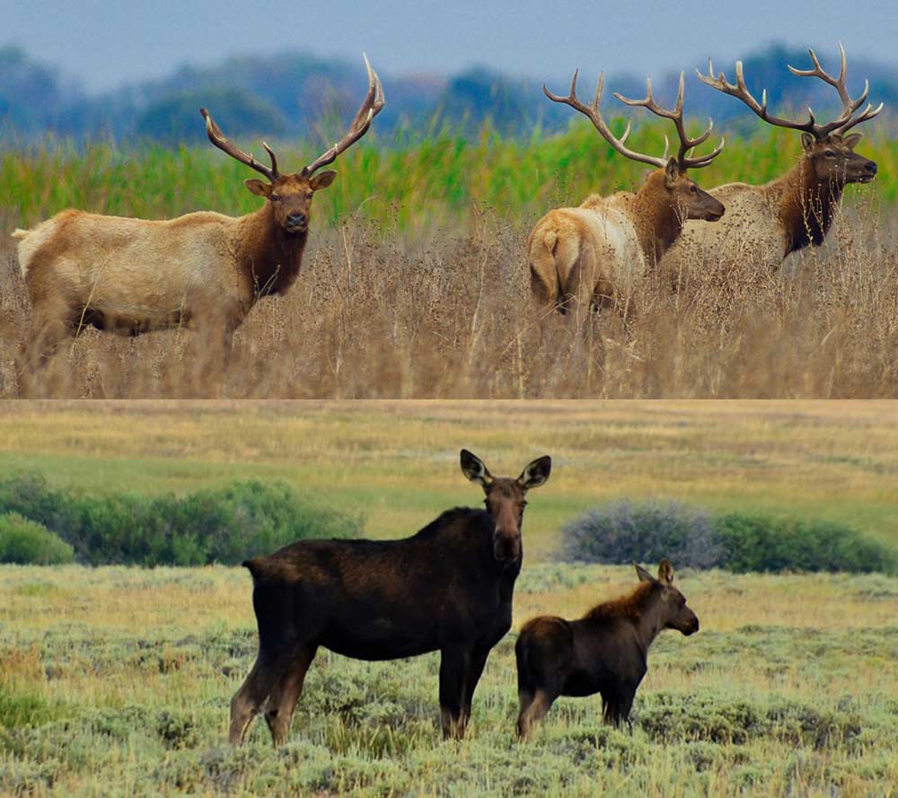 Elk 101 Can an Elk and a Moose Reproduce? Rocky Mountain Elk Foundation