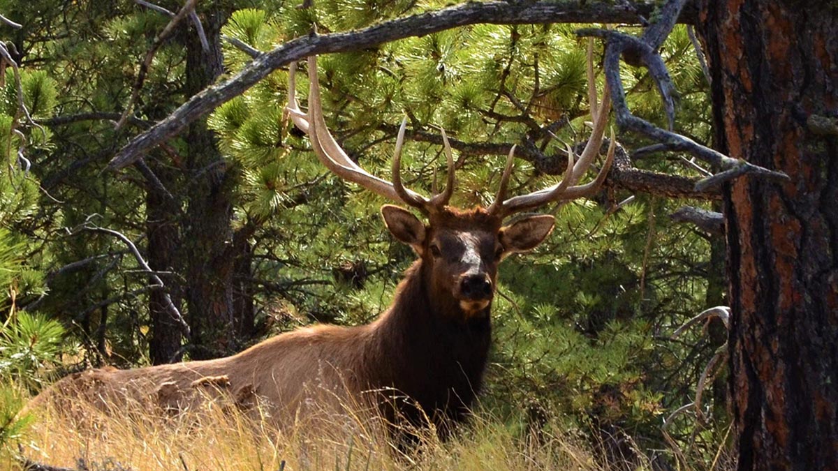 Application Period for 2021 Nebraska Elk Hunt Opens June 14 | Rocky  Mountain Elk Foundation