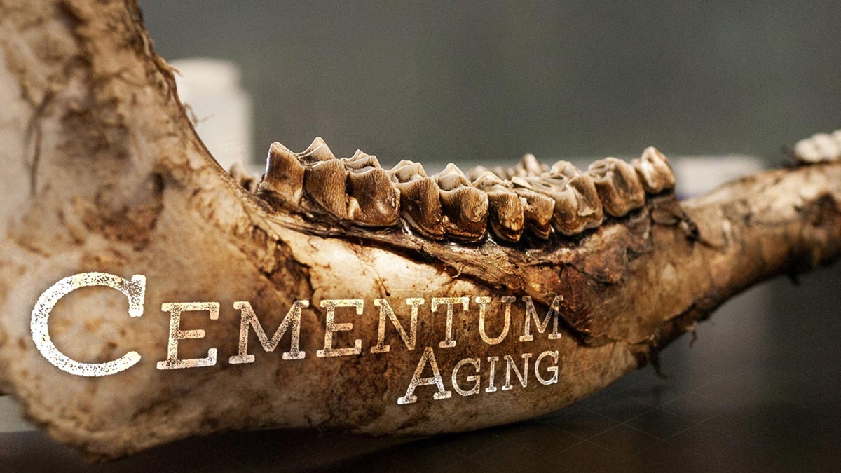 Cementum Aging Want the Truth? Slice the Tooth. Rocky Mountain Elk
