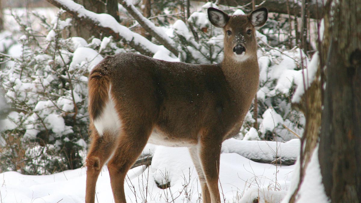 Hunters Reminded of Rules Transporting Elk, Deer Rocky Mountain Elk Foundation