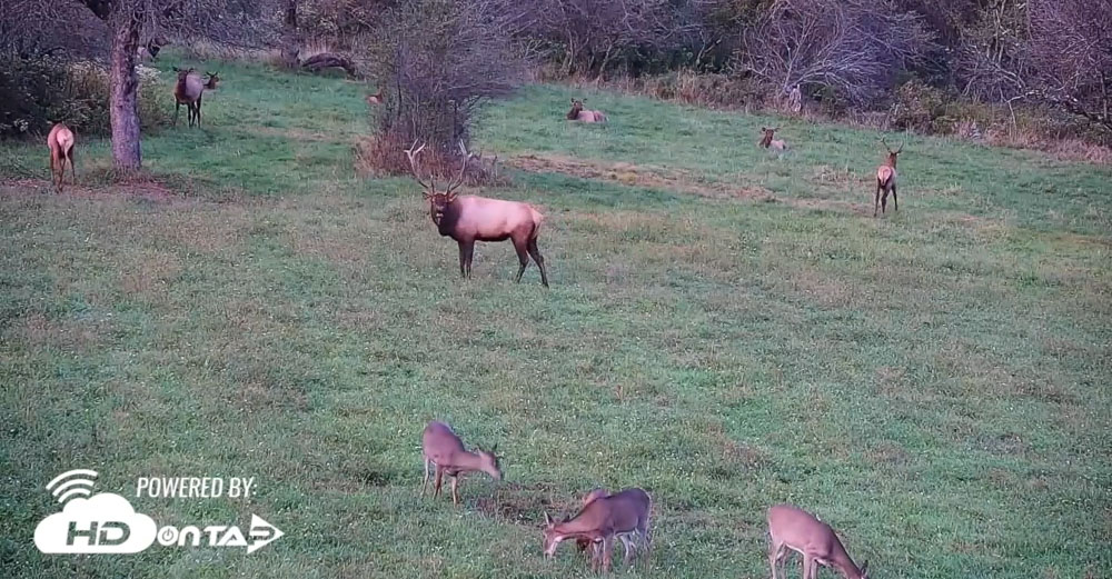Watch Elk Live in Pennsylvania Rocky Mountain Elk Foundation