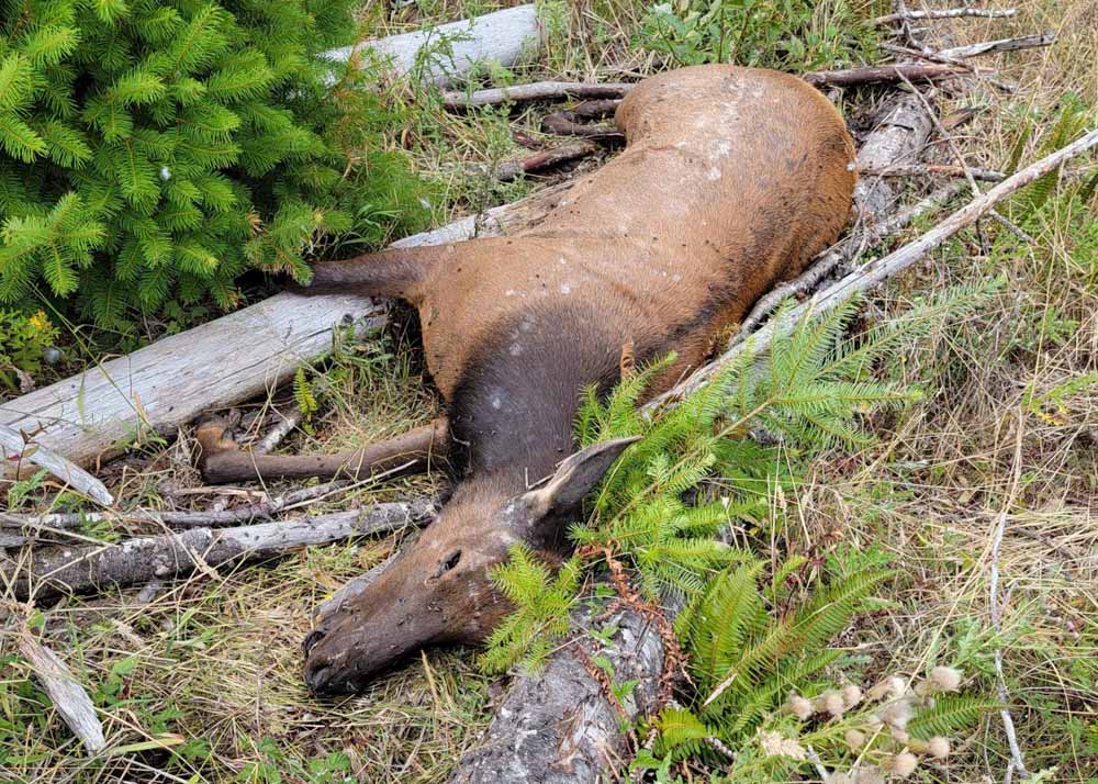 Help Solve Oregon Elk Poaching Case Rocky Mountain Elk Foundation