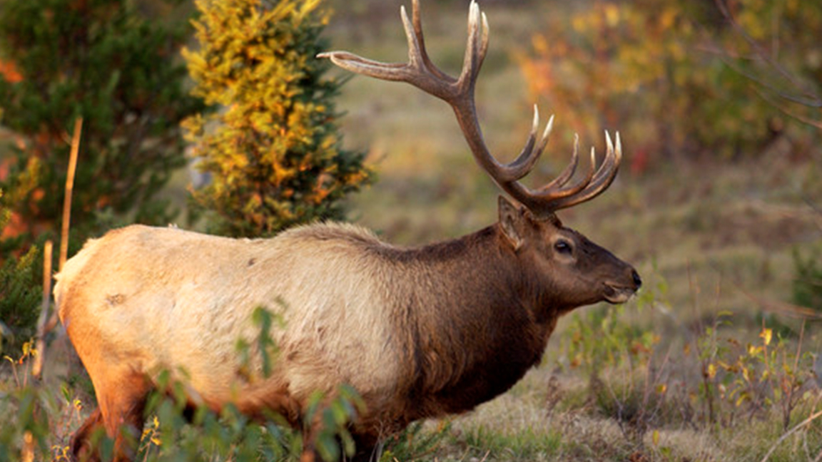 Where to View Elk in Michigan Rocky Mountain Elk Foundation