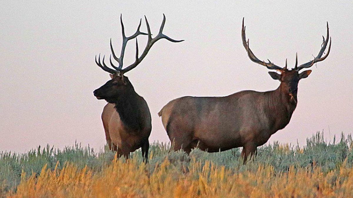 Utah Approves Keeping Elk Permits As Over-The-Counter, Announces 2022 Hunting Dates And New Hunts | Rocky Mountain Elk Foundation