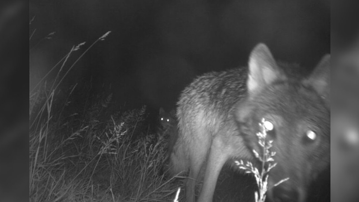 Colorado Confirms First Wolf Kill of Livestock in Decades Rocky