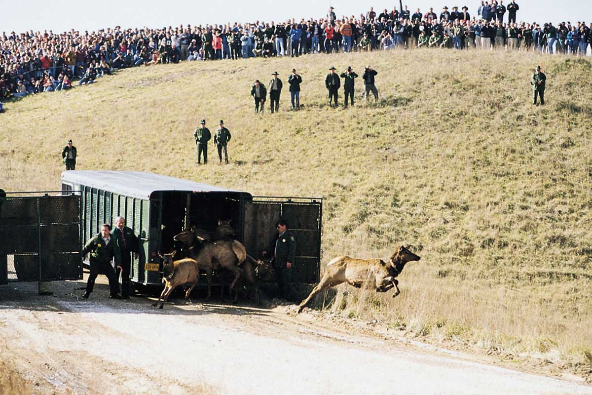 Application Period Open for Kentucky Elk Hunt, 25 Years after Elk