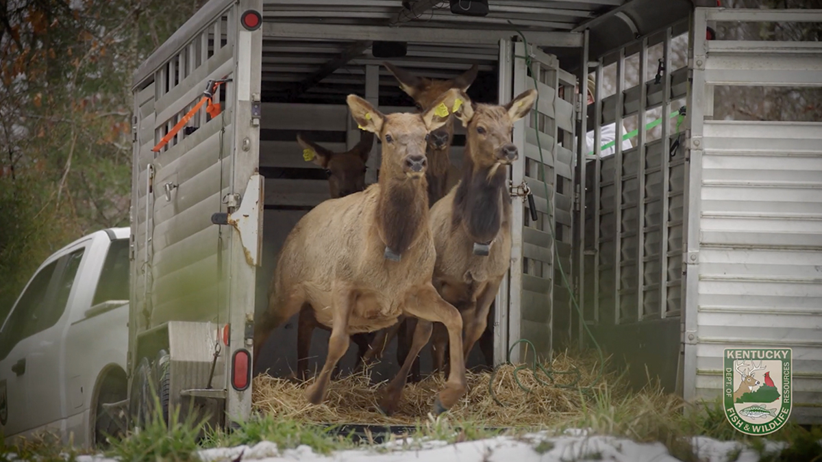 Kentucky Expands its Active Elk Range Rocky Mountain Elk Foundation