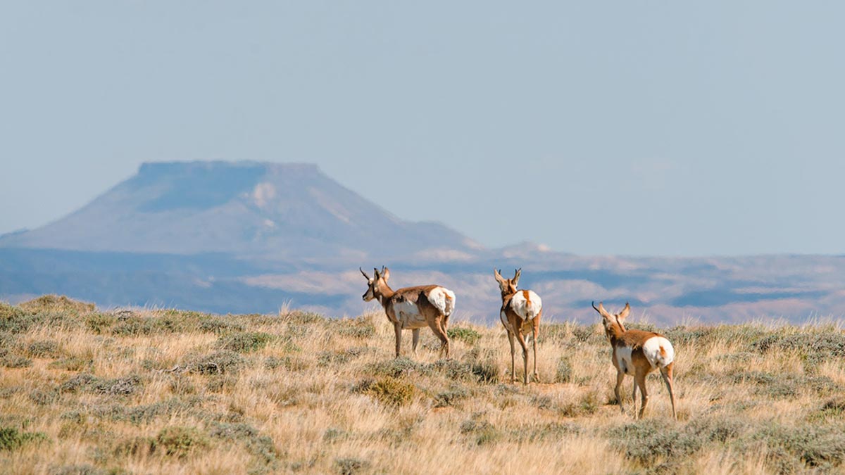 Wyoming Jerky Businessman Busted for Selling Poached Game Meat | Rocky  Mountain Elk Foundation