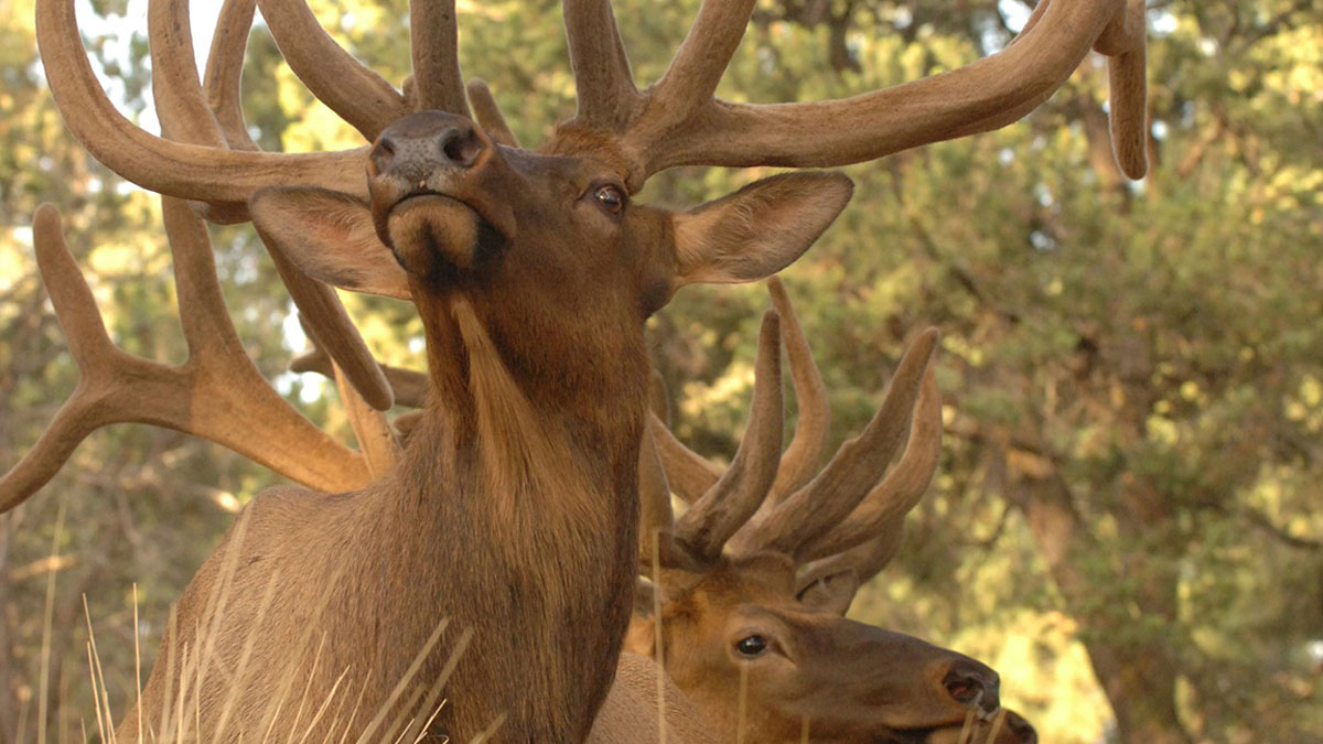 Arizona Makes Leftover Elk Permits Available for 2022 | Rocky Mountain Elk  Foundation