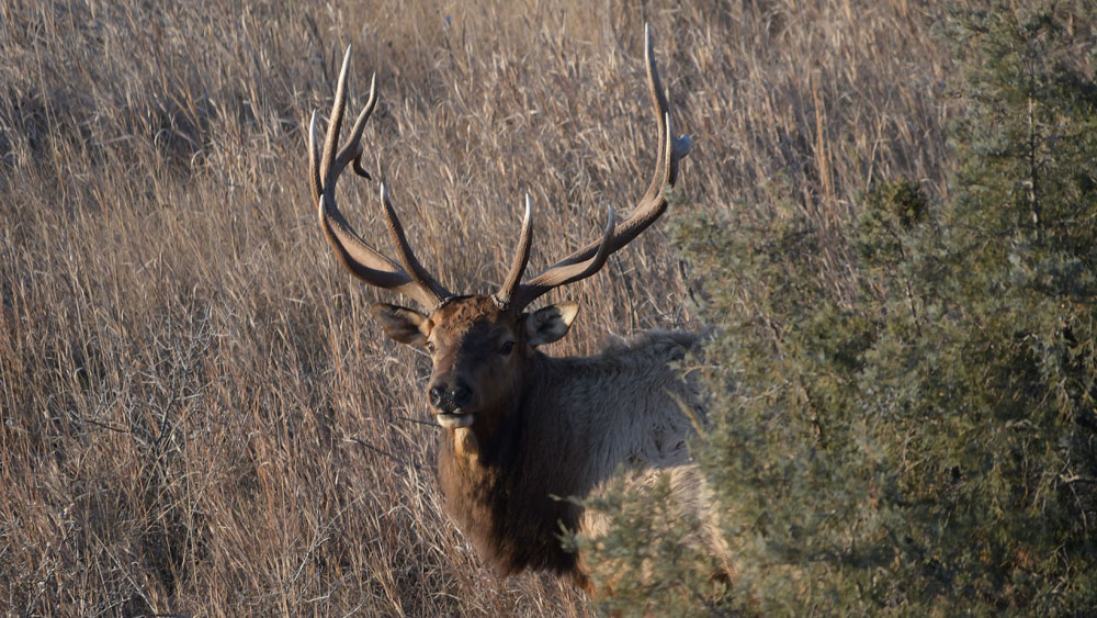 North Dakota Elk Hunters Fare Well in 2021, 2022 Application Period Now