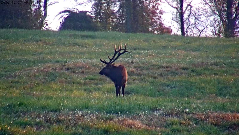 2022 Tennessee Elk Tag Raffle Benefits Habitat, Conservation Rocky Mountain Elk Foundation